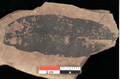 Foto (Detailsansicht) von Quercus palaeoilex Ettingshausen (NHMW-GEO-2024-0188-0765)